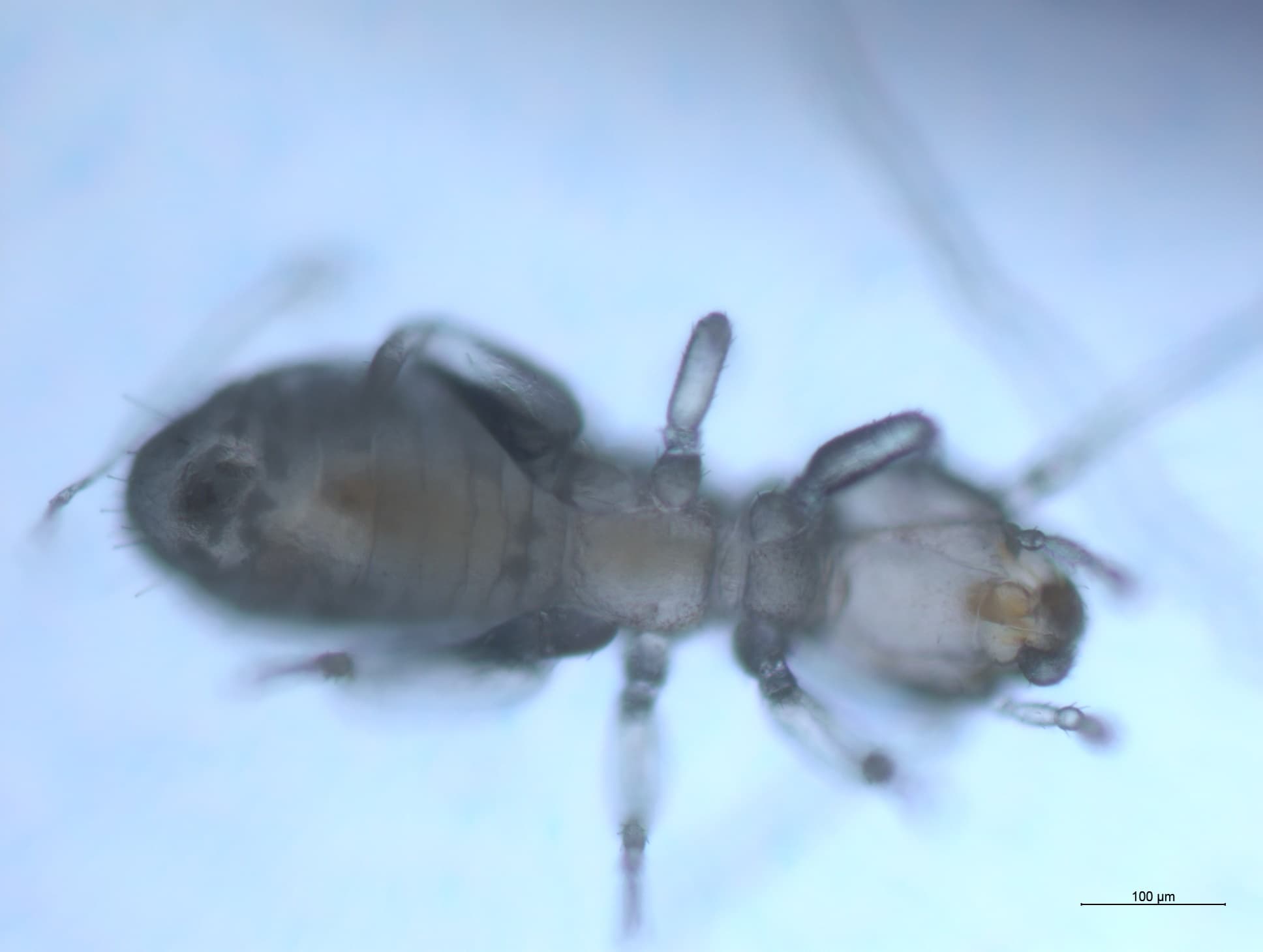 チャタテムシ駆除の様子 1