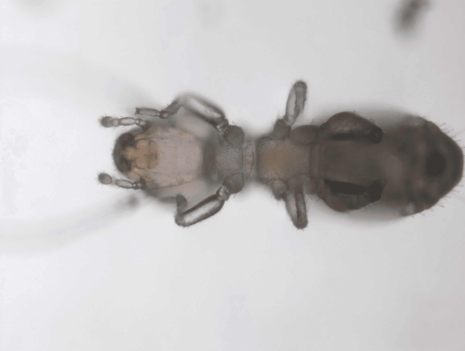 チャタテムシの図 2