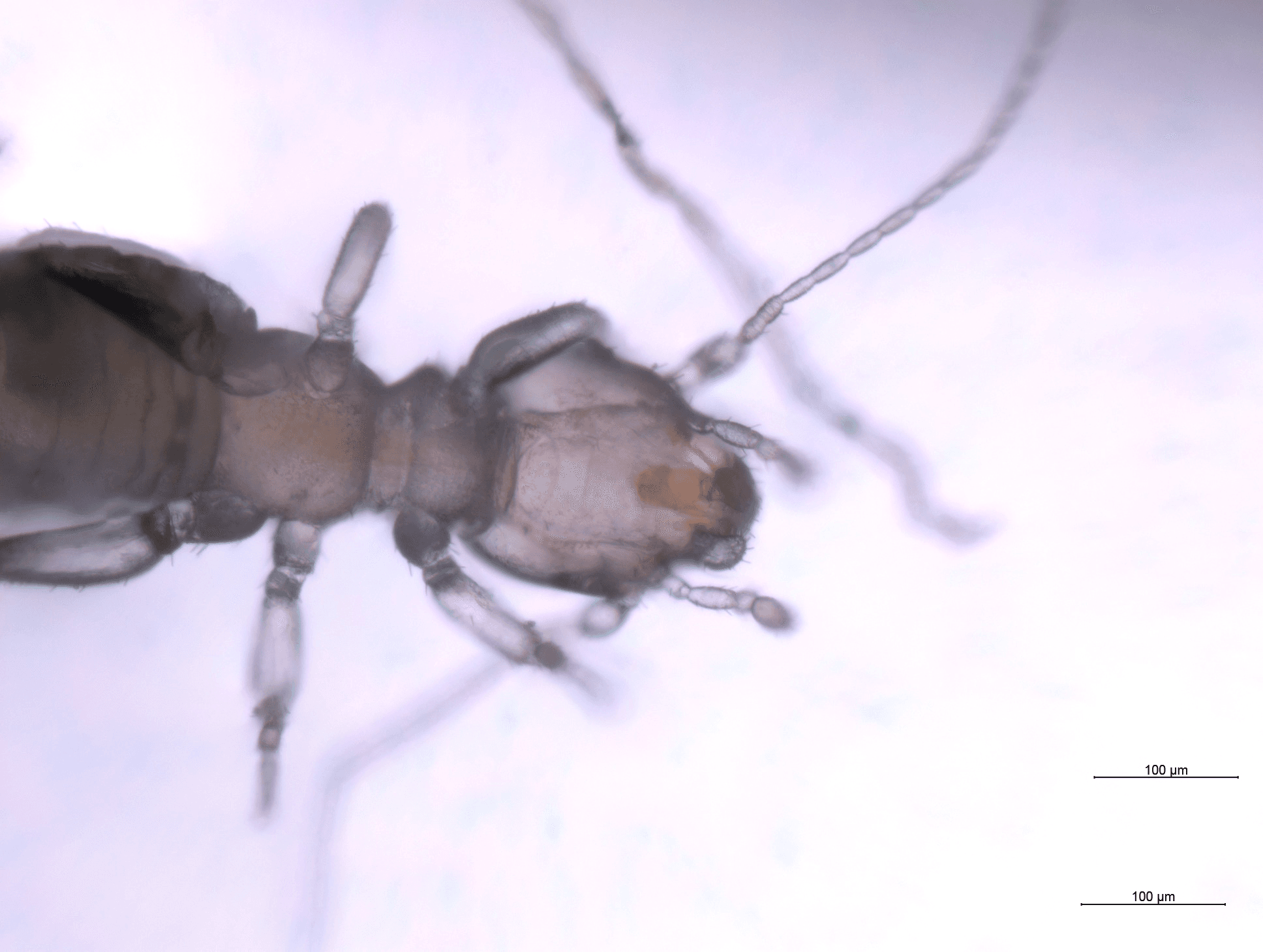 チャタテムシの図 3