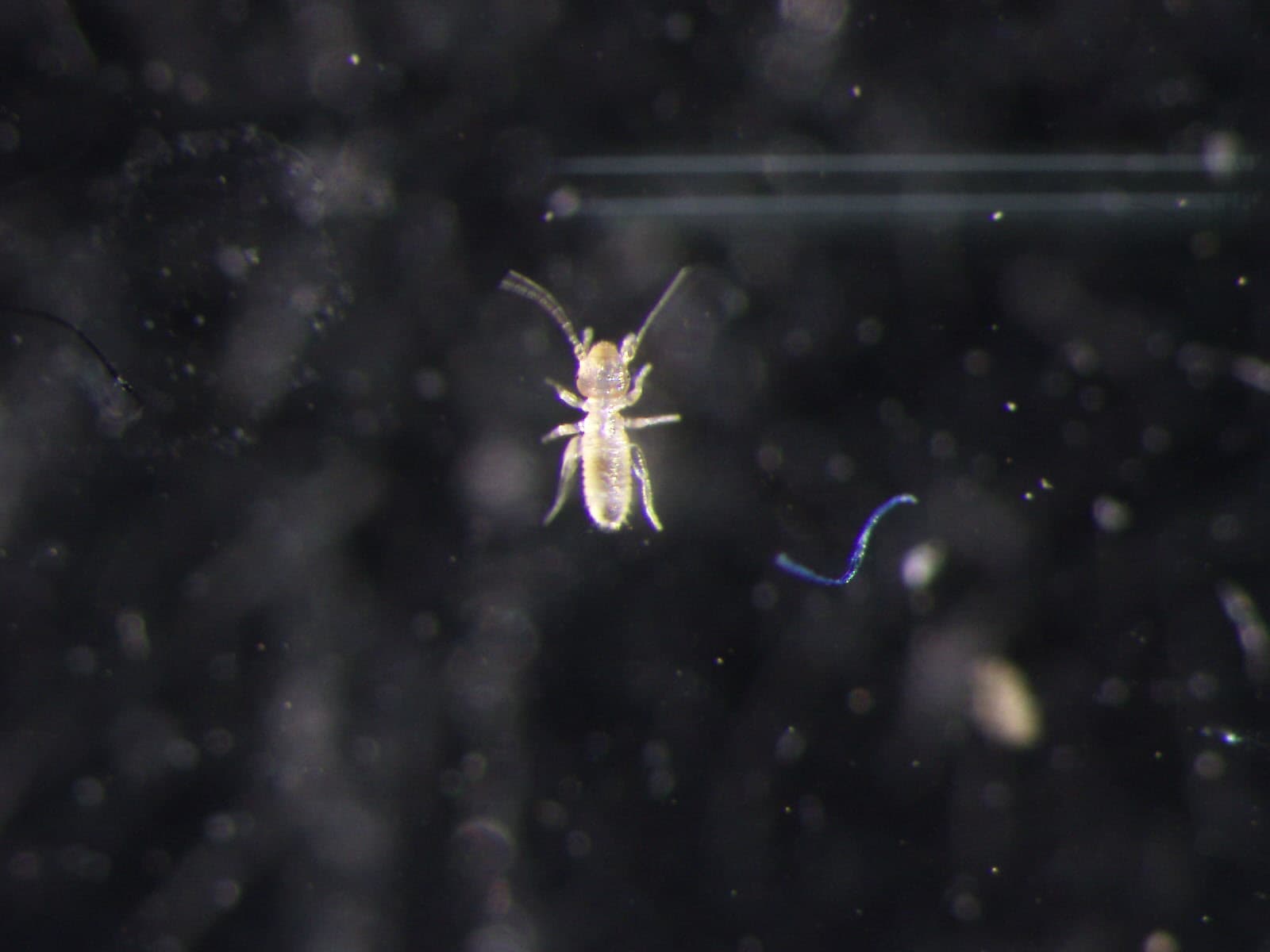 チャタテムシの観察画像 1