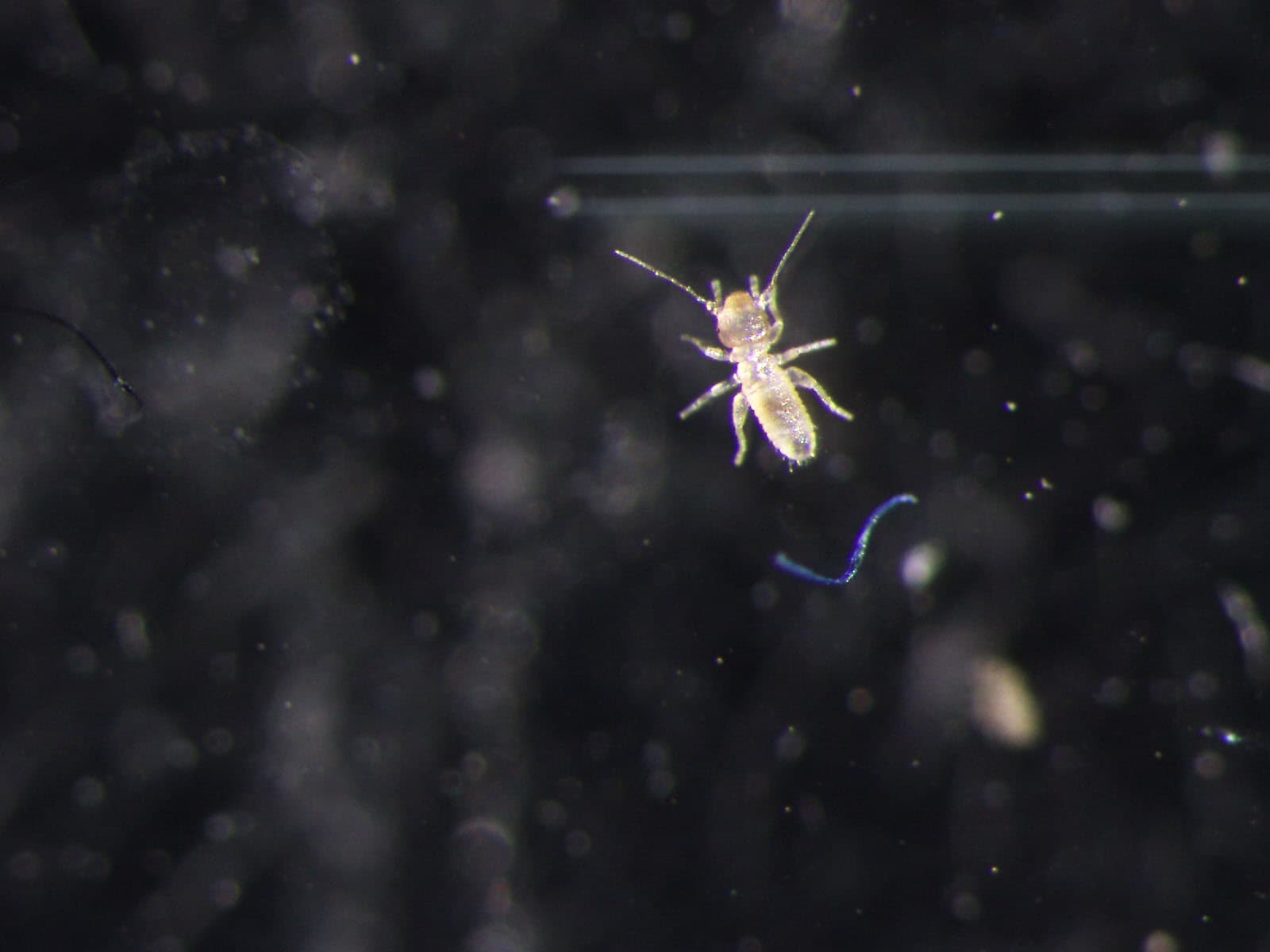 チャタテムシの観察画像 2