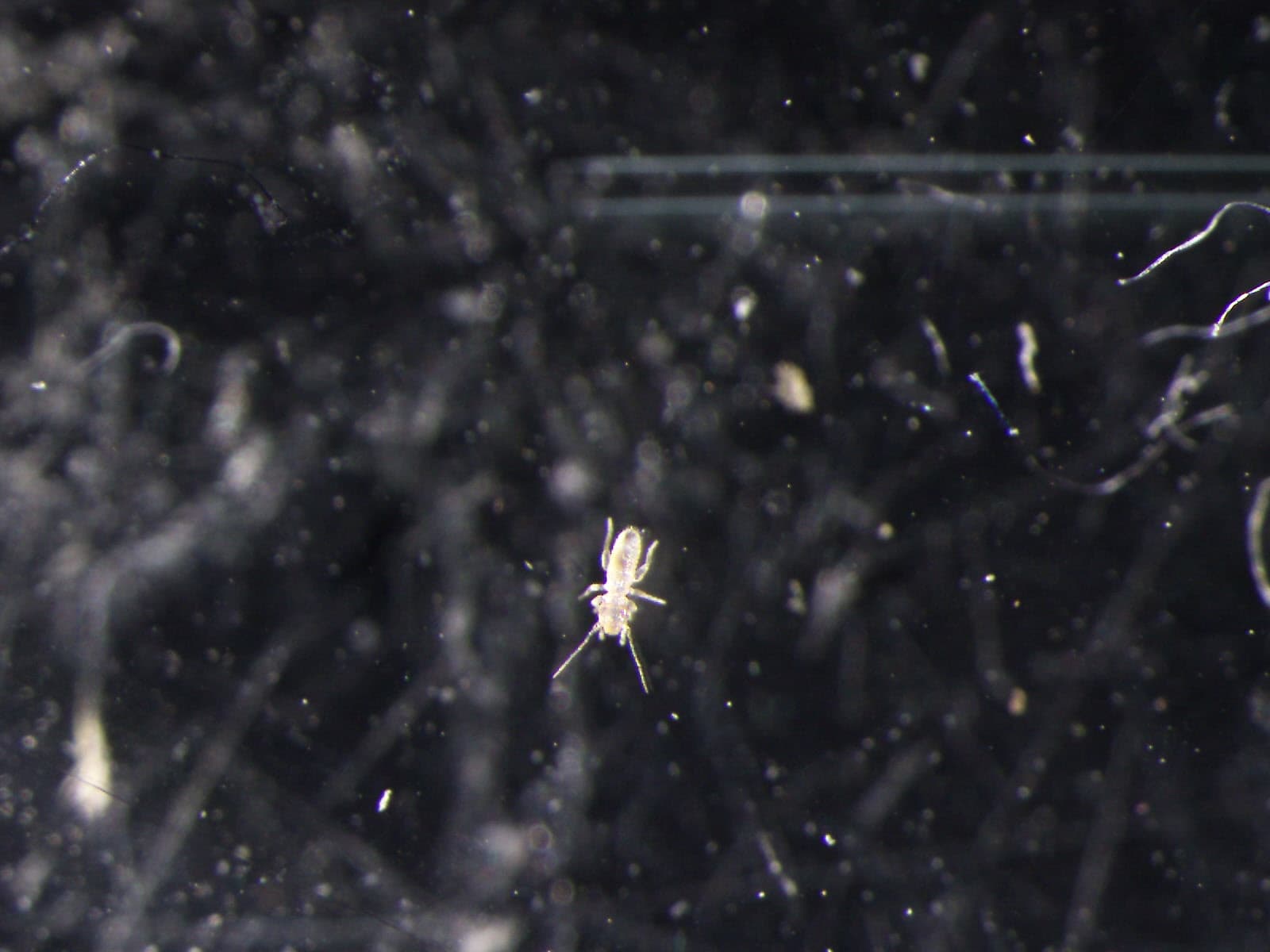 チャタテムシの観察画像 6