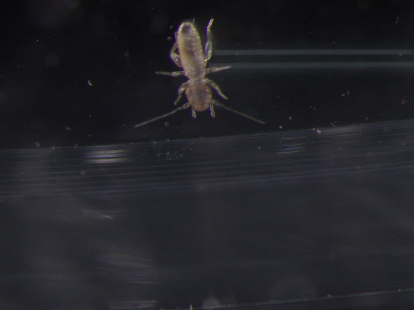 チャタテムシの観察画像 3