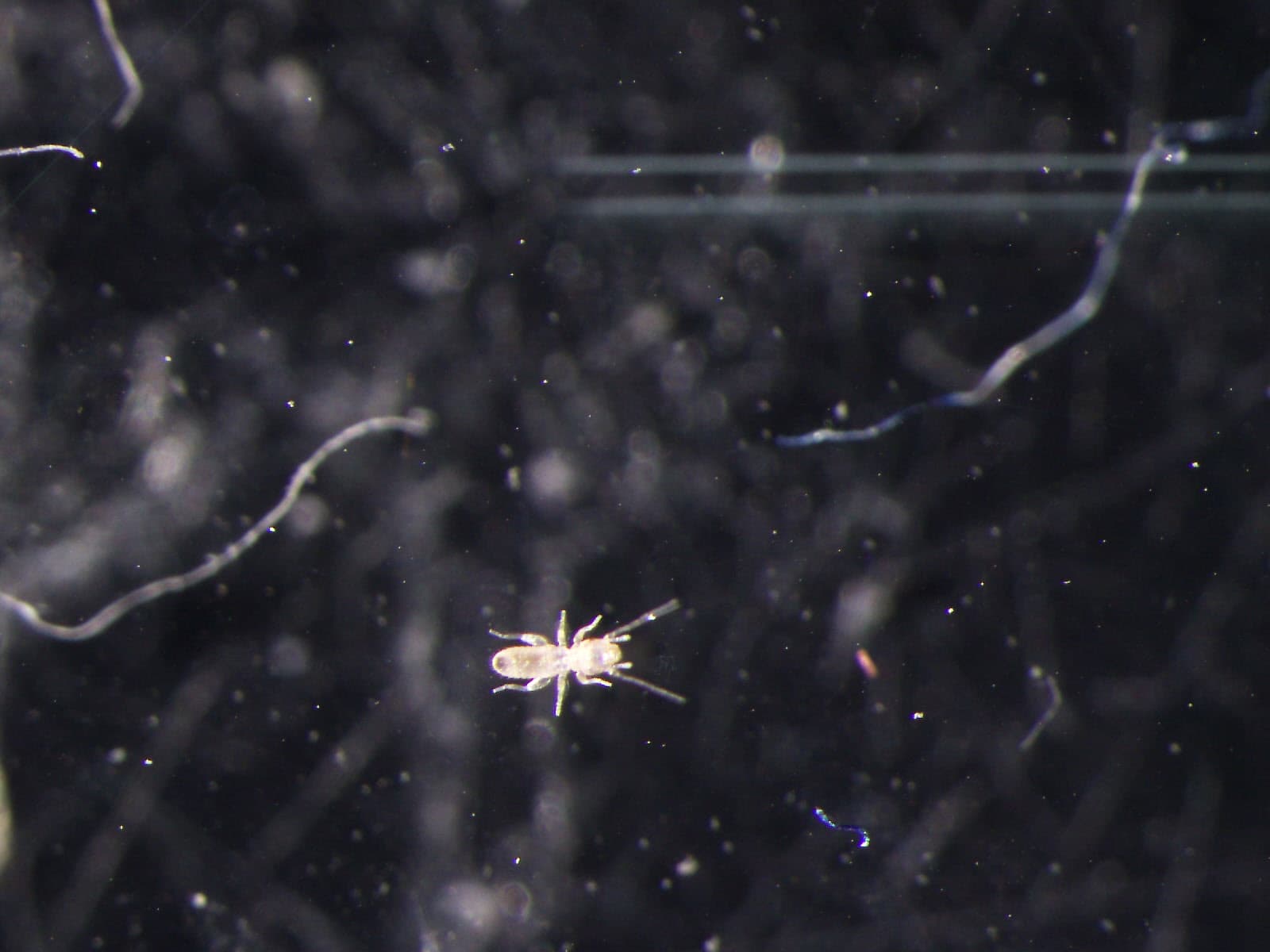 チャタテムシの観察画像 13