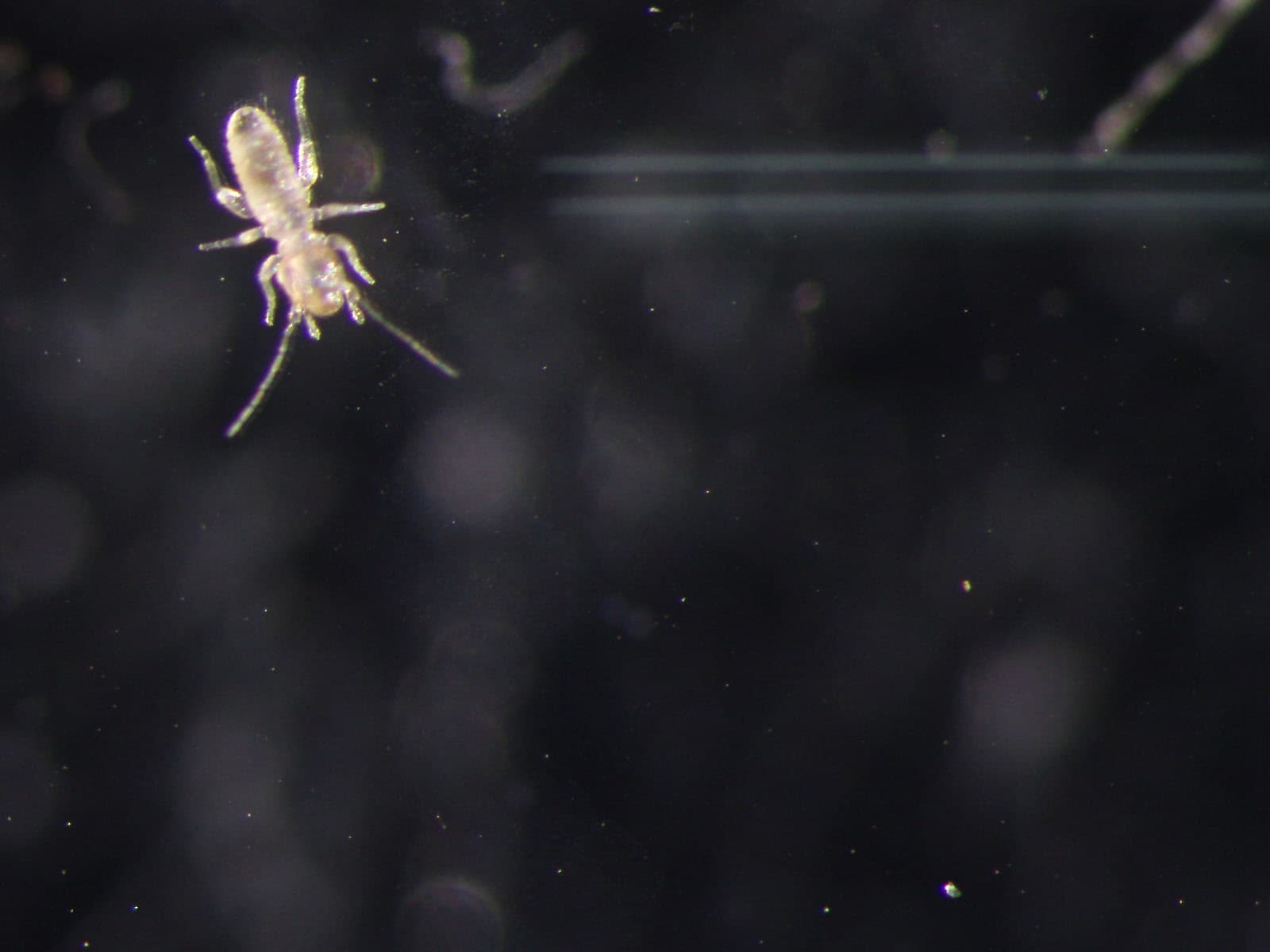 チャタテムシの観察画像 9