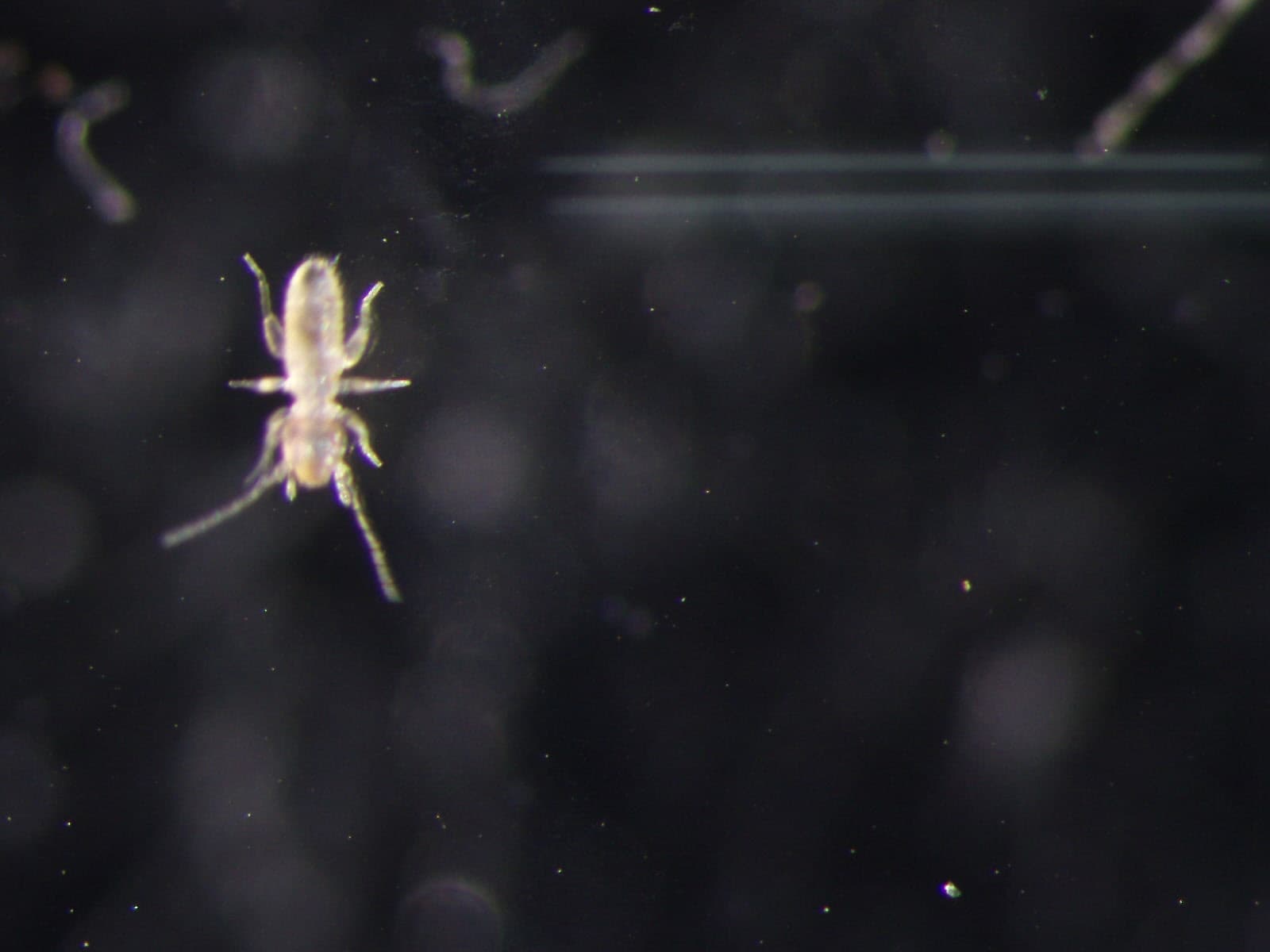 チャタテムシの観察画像 10