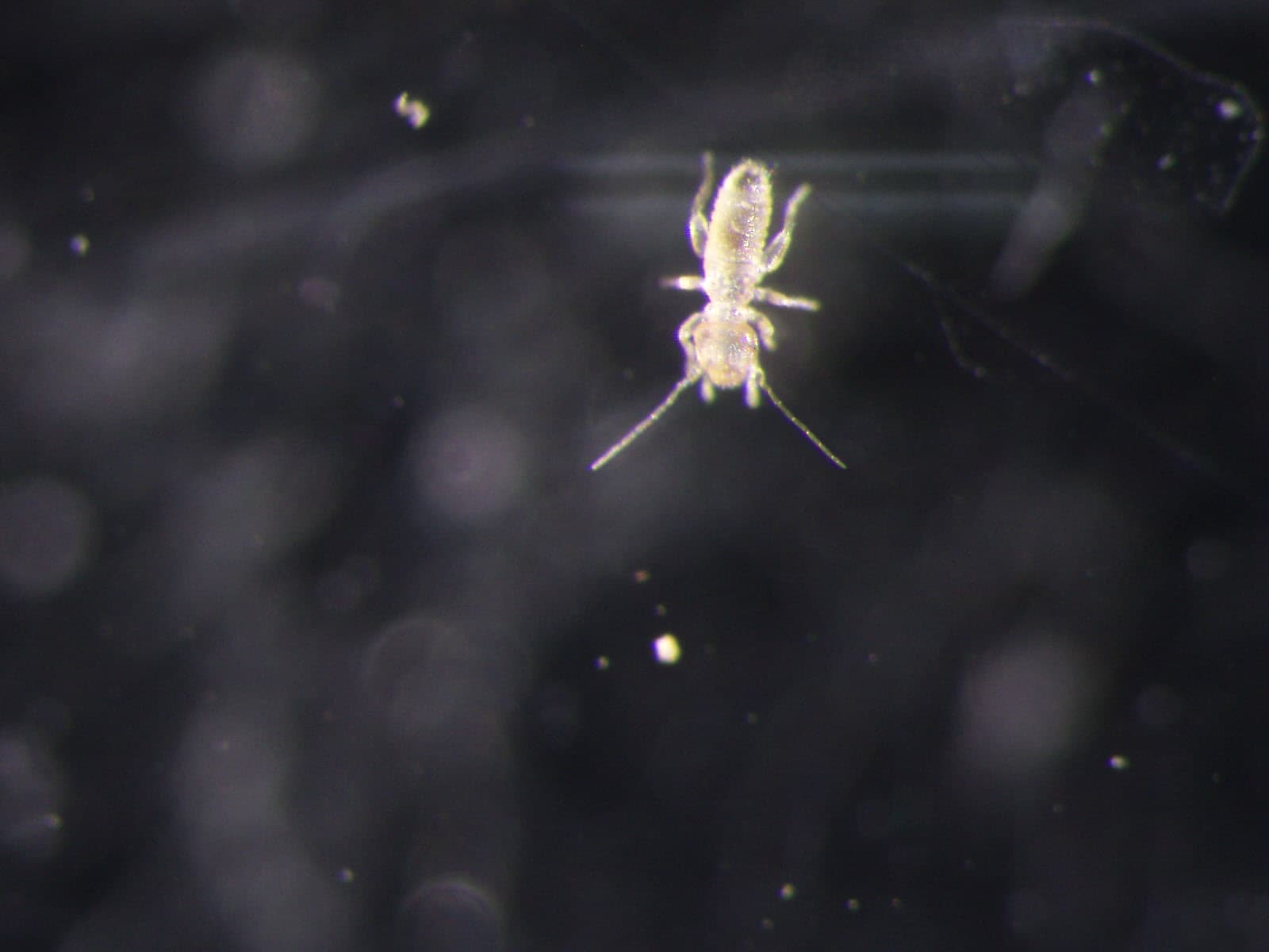 チャタテムシの観察画像 12