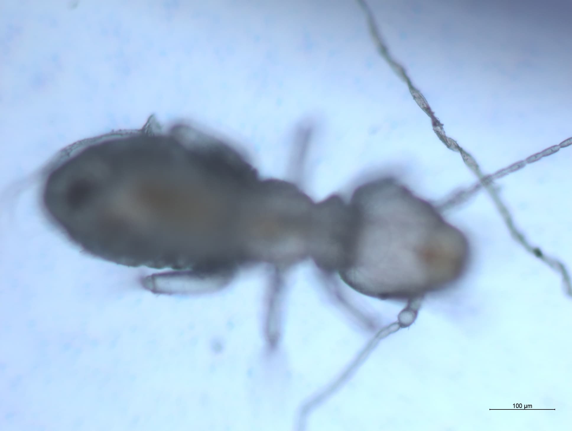 チャタテムシの接写画像 28