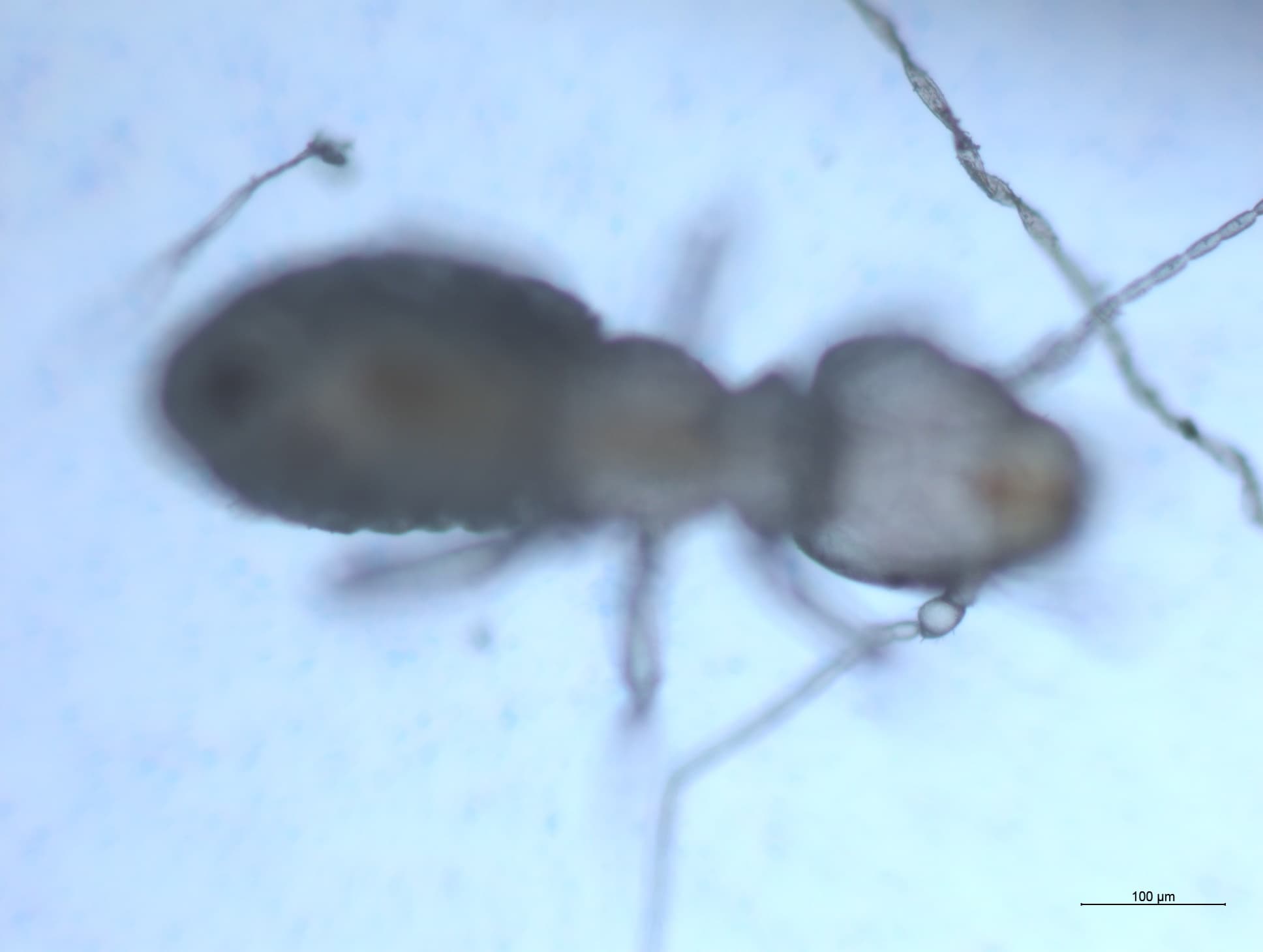 チャタテムシの接写画像 24