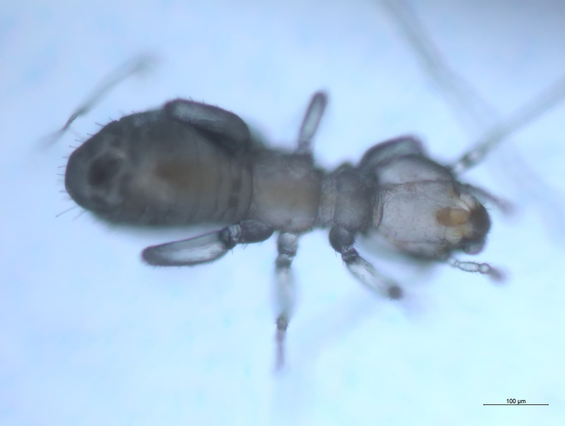 チャタテムシの接写画像 21