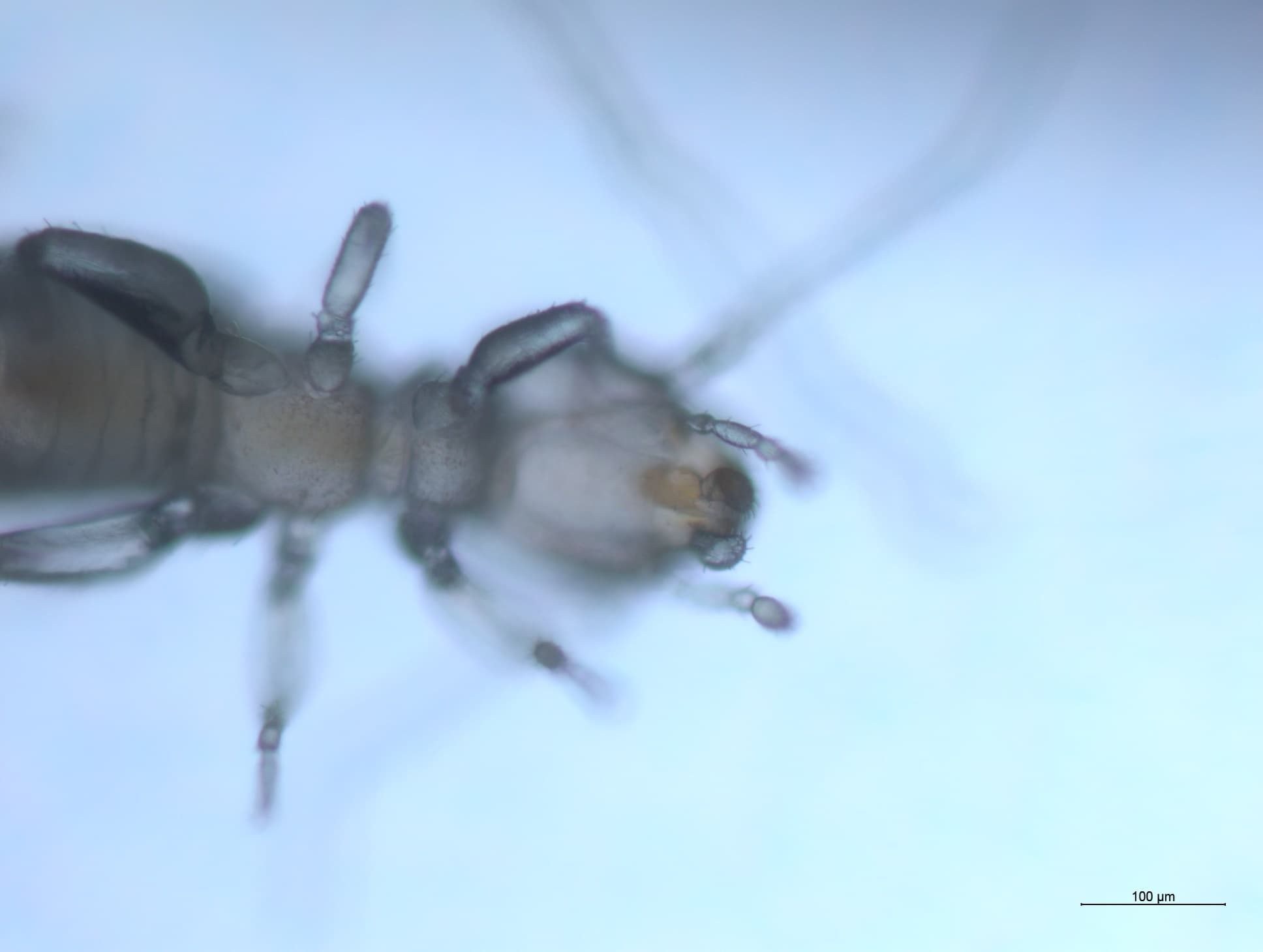 チャタテムシの接写画像 18