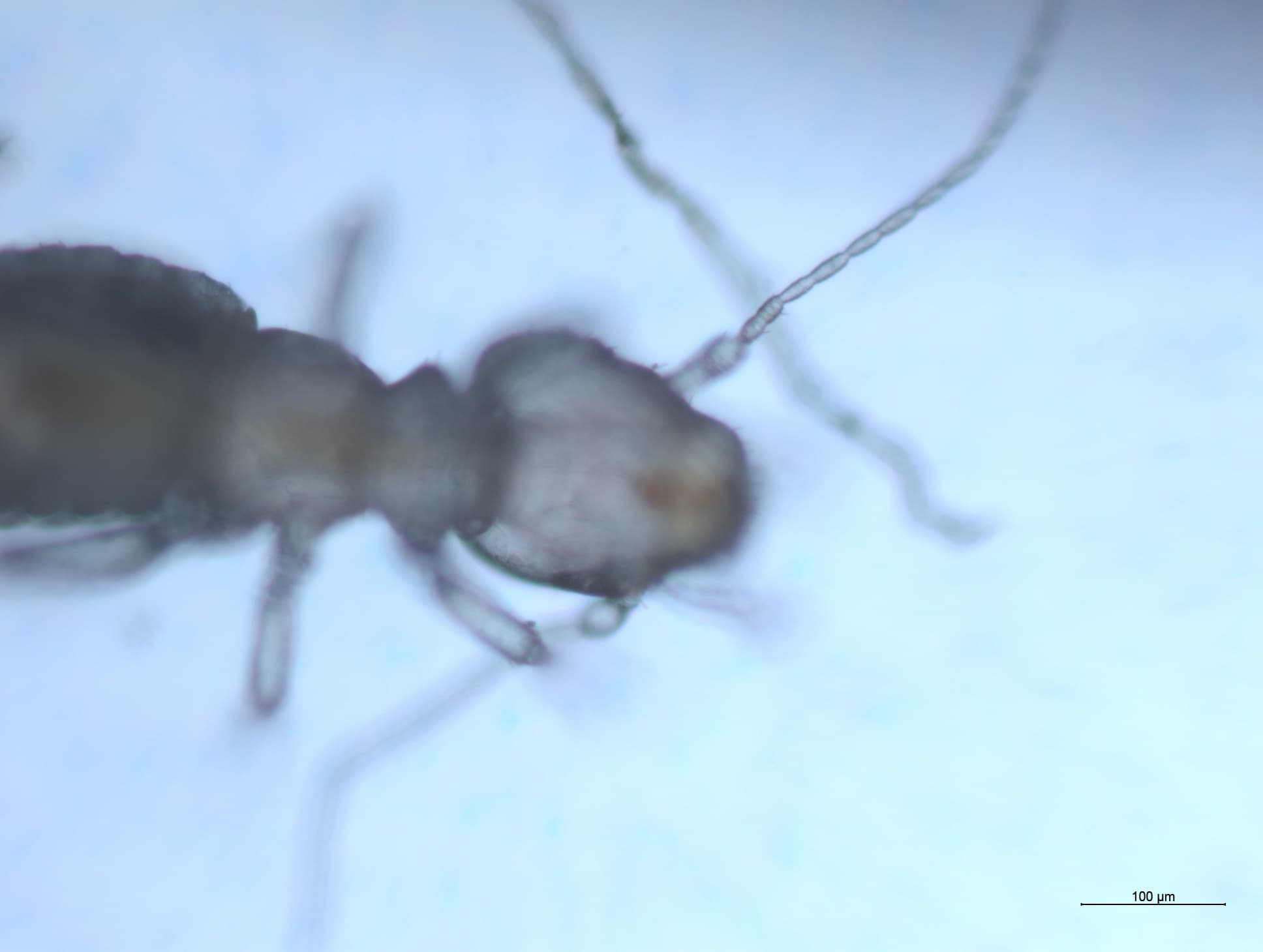 チャタテムシの接写画像 15