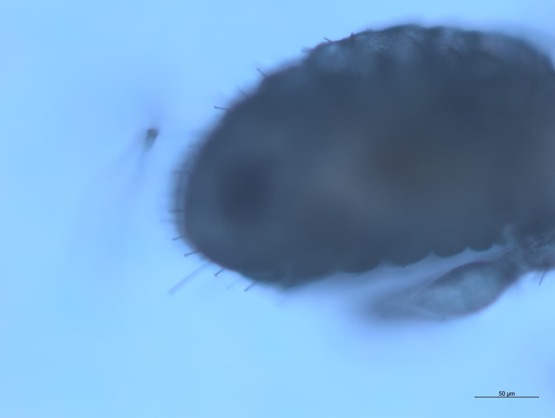 チャタテムシの接写画像 14