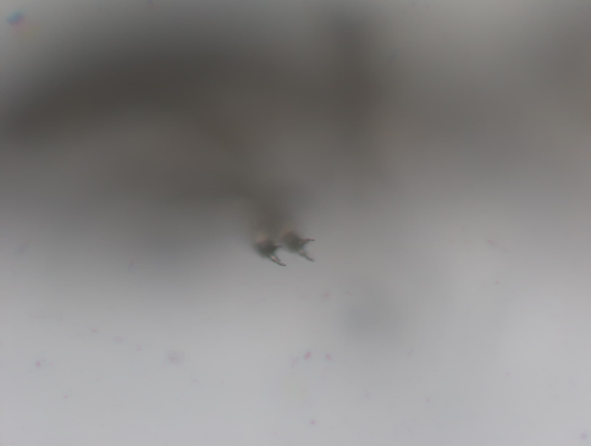 チャタテムシの接写画像 4