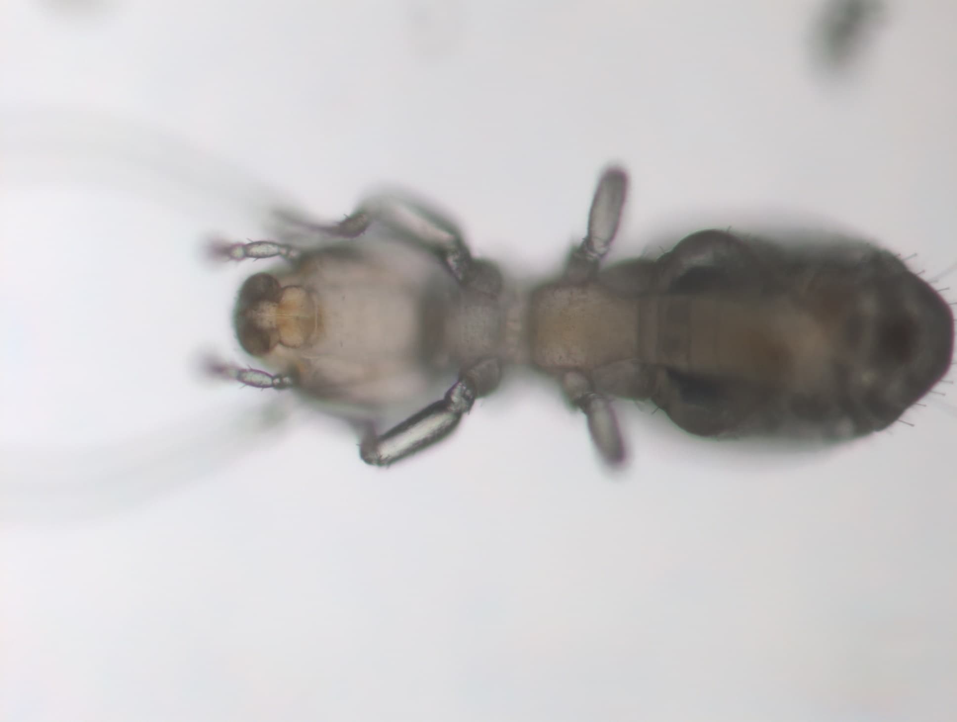 チャタテムシの接写画像 2