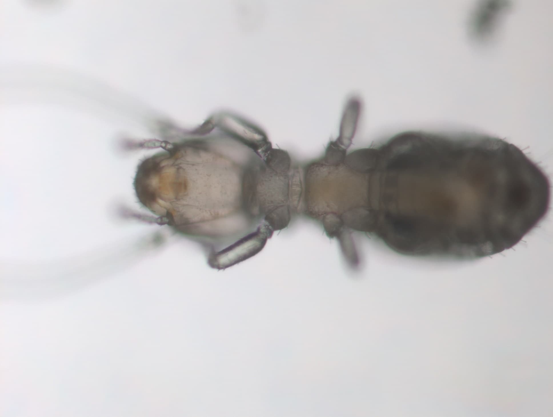 チャタテムシの接写画像 1